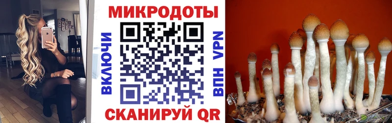 Купить закладки  Динская  Псилоцибиновые грибы Psilocybe 